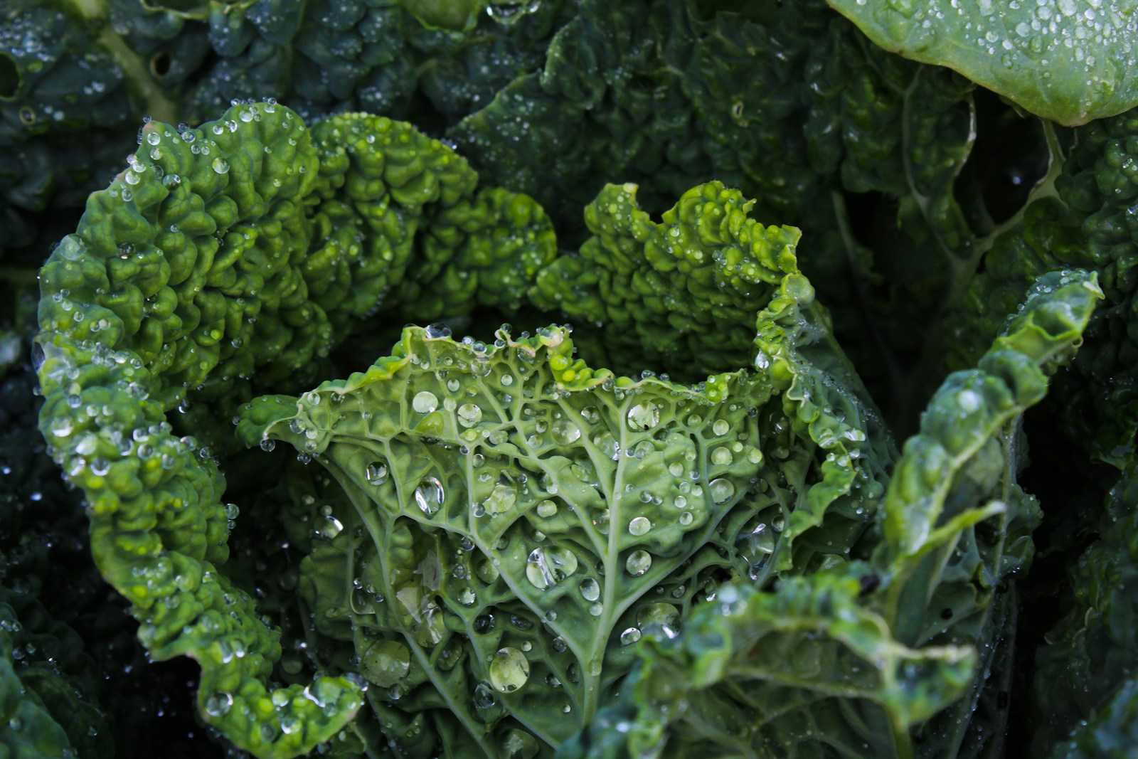 Лютеин (lutein) — продукт 1