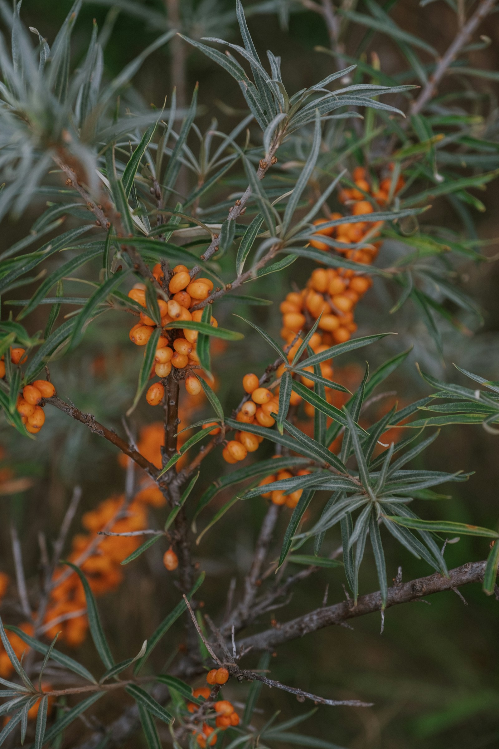 Пальмитолеиновая кислота (palmitoleic acid)