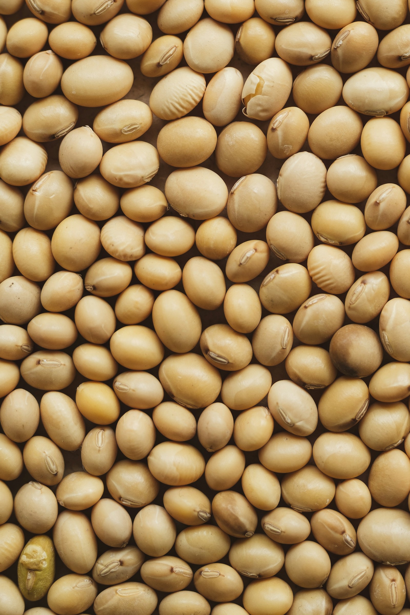 Калий-40 (potassium-40) — продукт 2