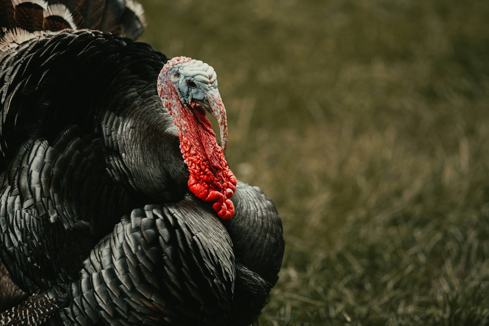 Триптофан (tryptophan)